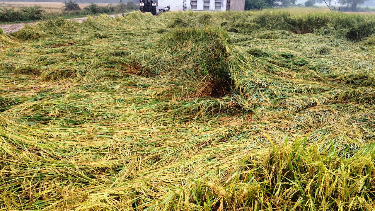 WhatsApp Image 2025-10-27 at 10.52.12_ab179033