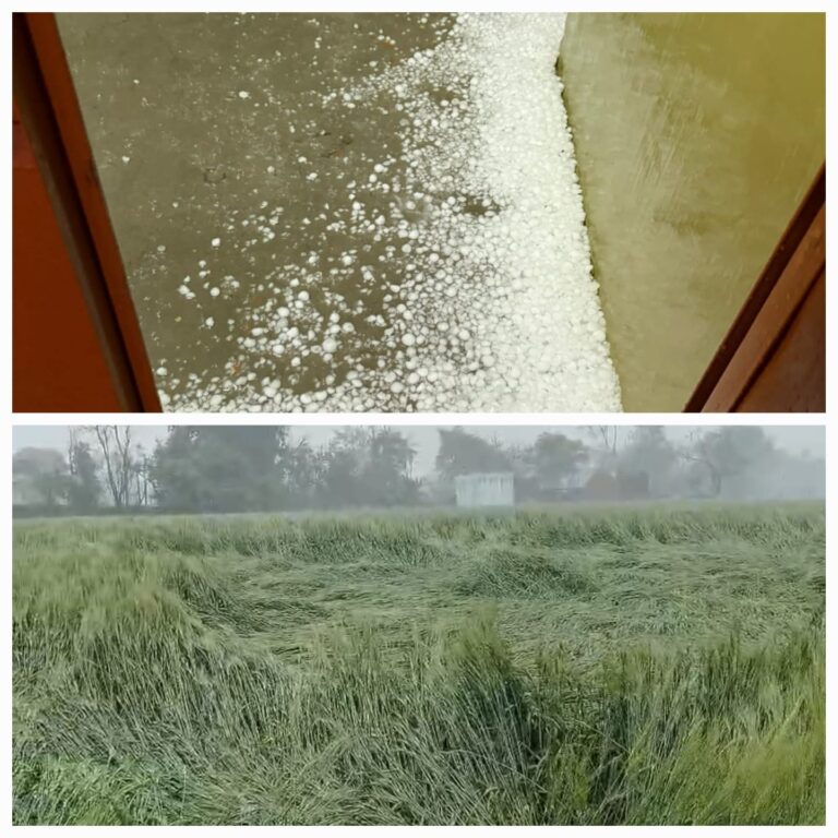 WhatsApp Image 2026-01-28 at 11.52.30 AM (1)