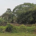 202603173711136-1773748307