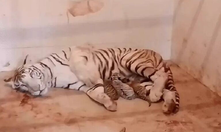 l-bhopal050426091039-00000-1775418514